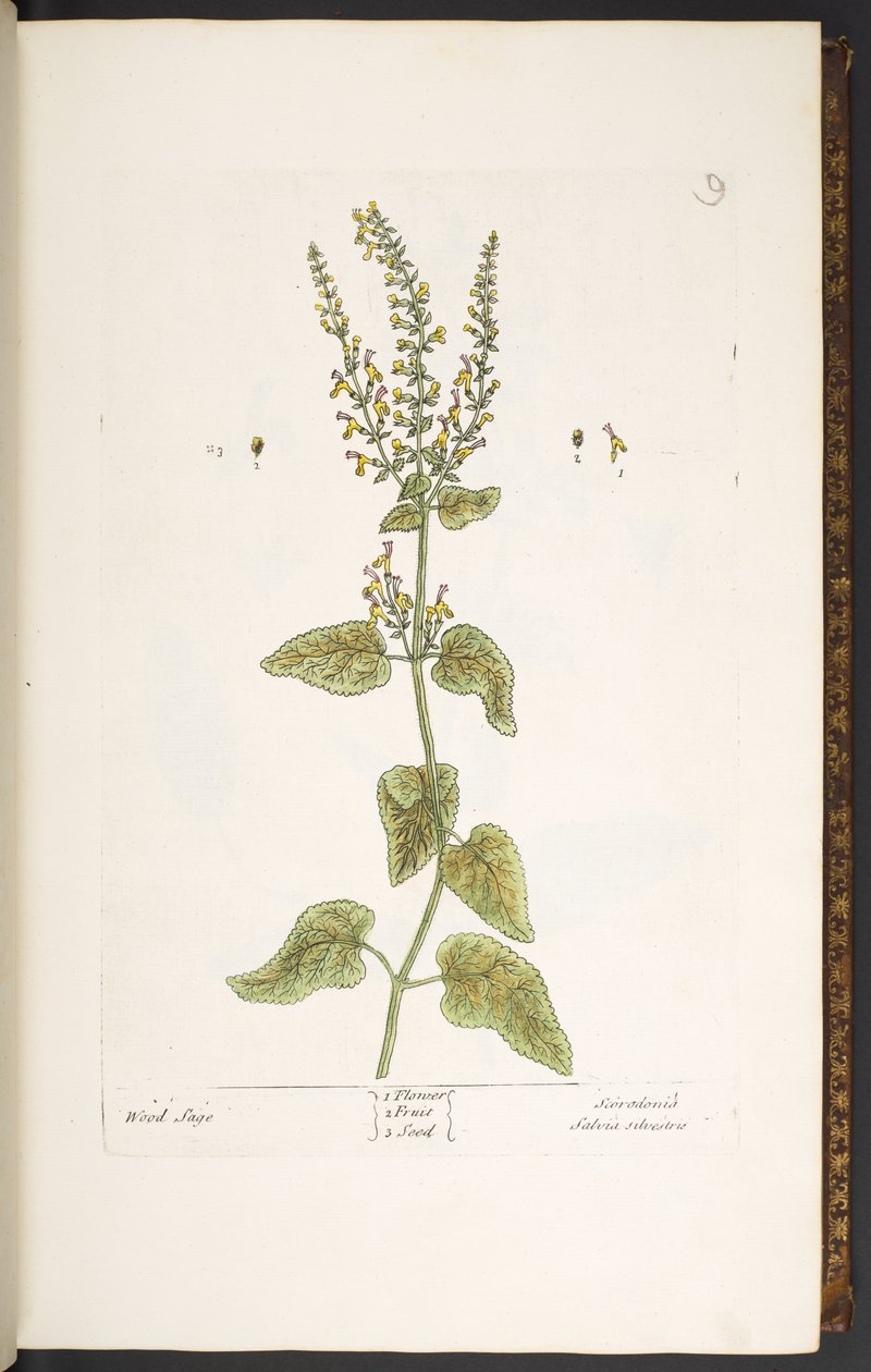 Tallerken 9, Wood Sage, fra 