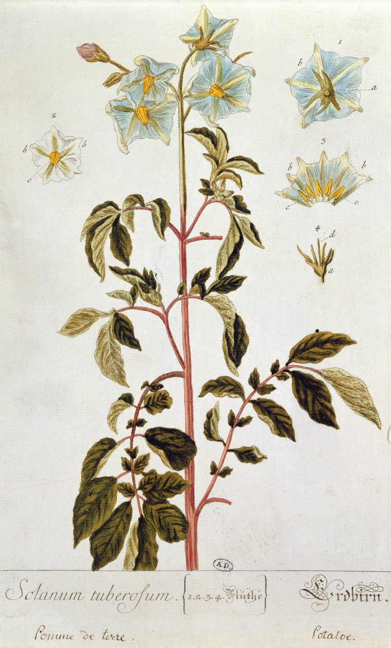 Kartoffelblomster, tallerken fra 