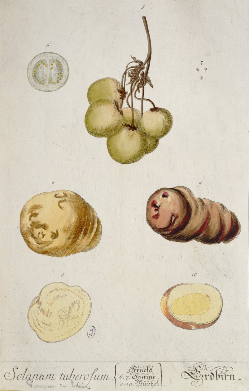 Kartoffelknolde, plade fra "Herbarium Blackwellianum" udgivet i Nürnberg 1757 (farvestik) af Elizabeth Blackwell