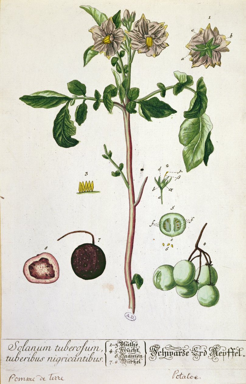 Kartoffelplante og frugt, tallerken fra 
