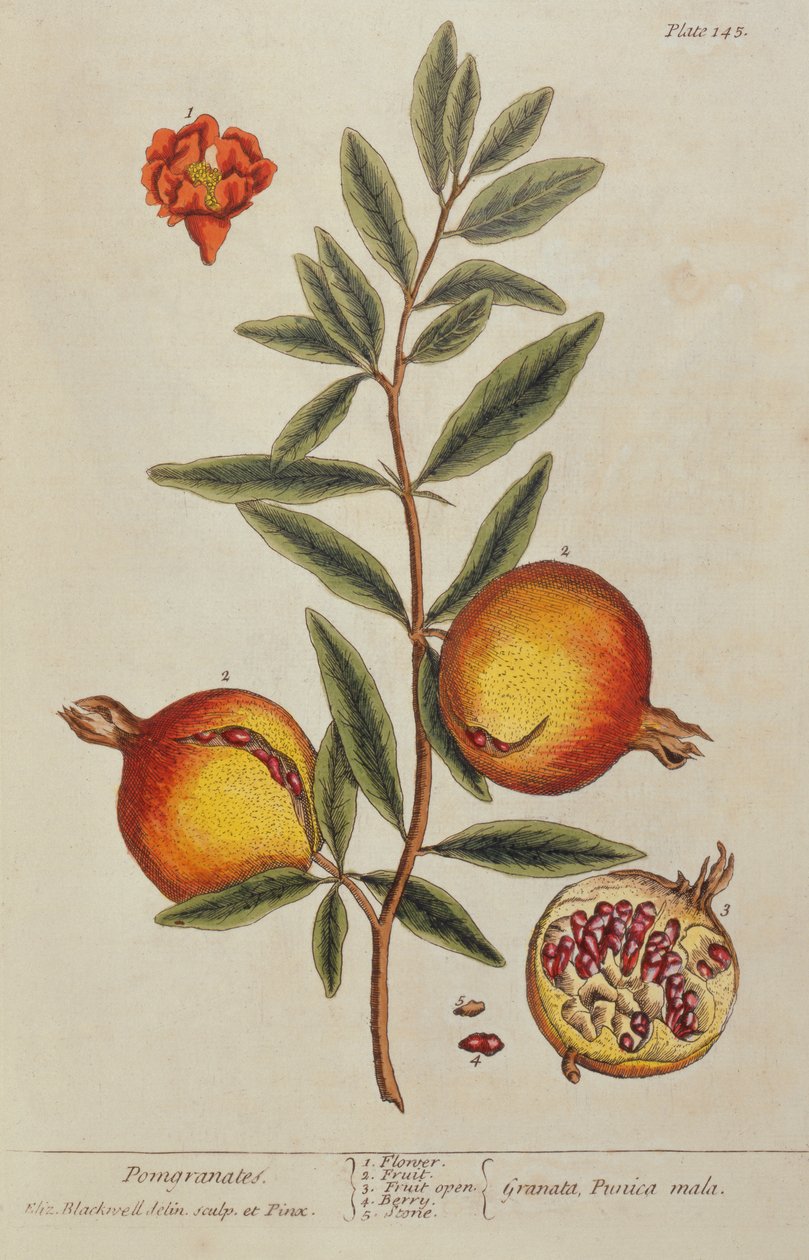 Punica granatum, fra A Curious Herbal, 1782 af Elizabeth Blackwell