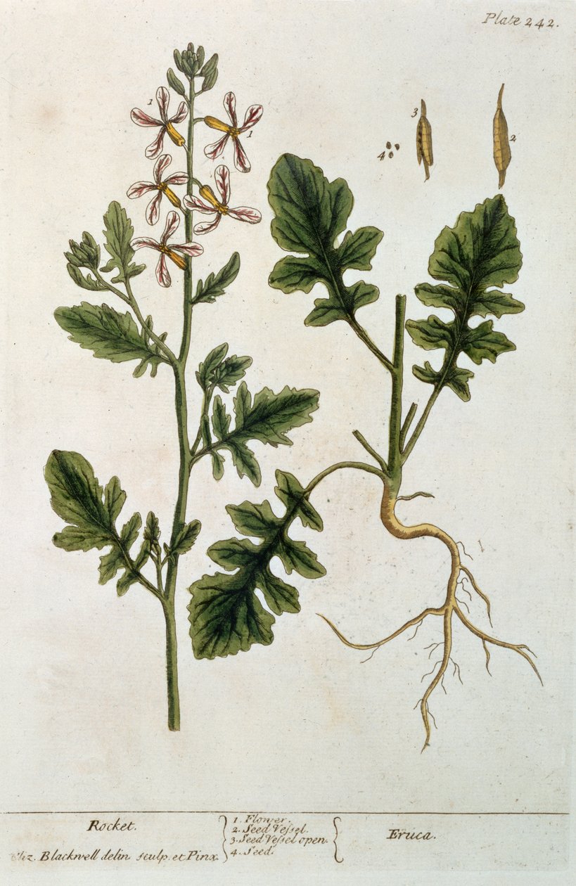Rocket, plade 242 fra "A Curious Herbal", udgivet i 1782 (farvestik) af Elizabeth Blackwell