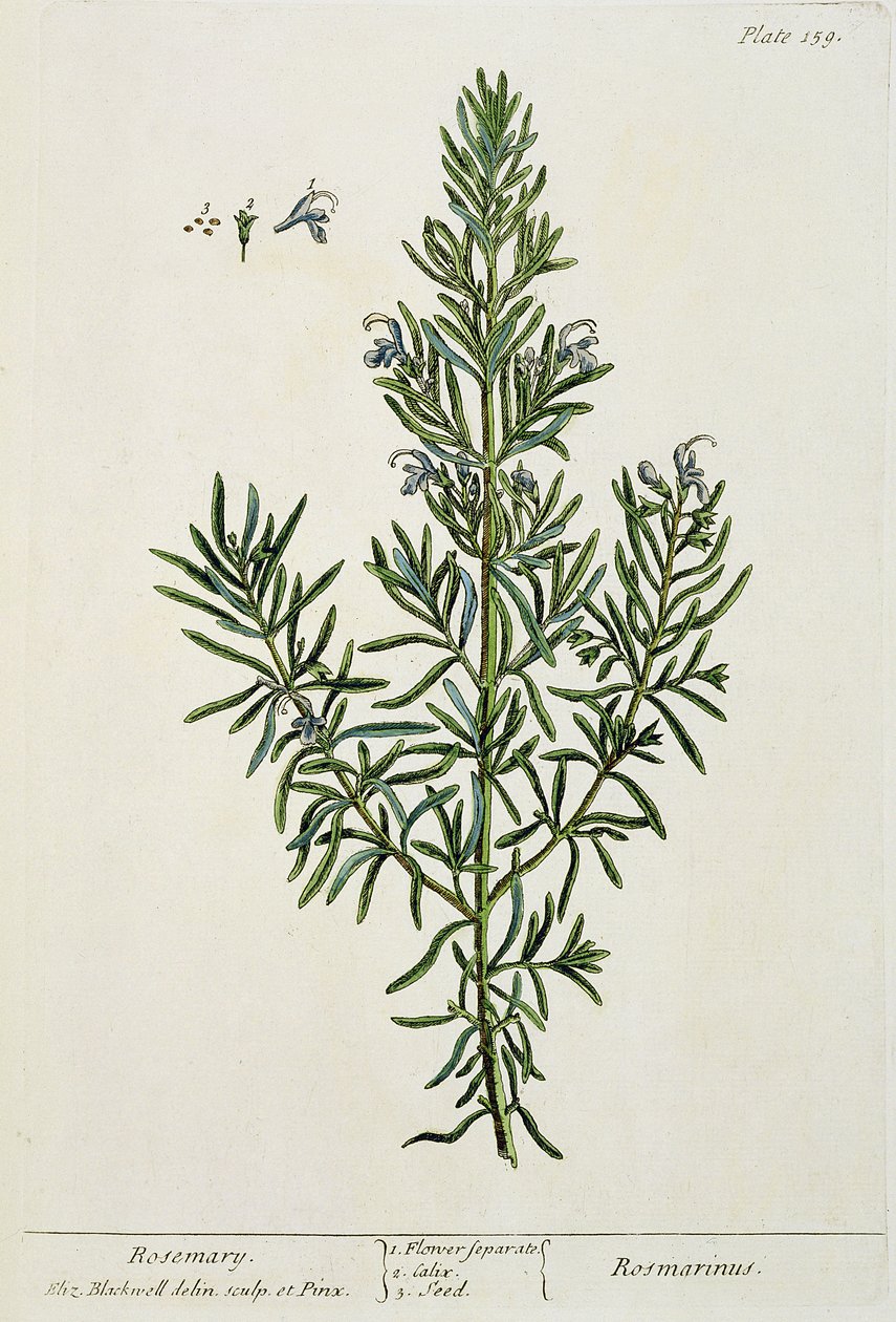 Rosmarinus Officinalis, fra "A Curious Herbal", 1782 (farvestik) af Elizabeth Blackwell