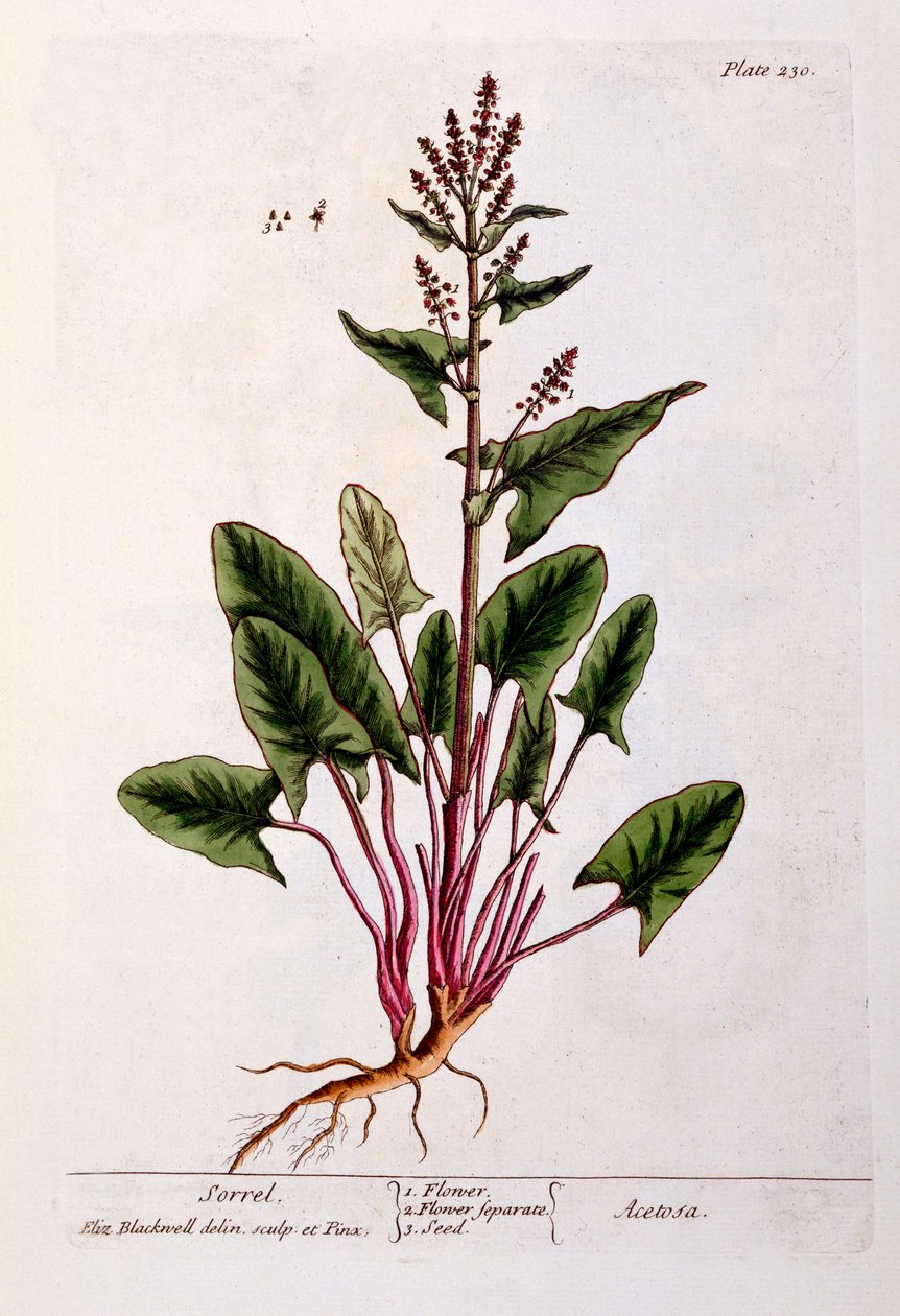 Sorrel, tallerken 230 fra 