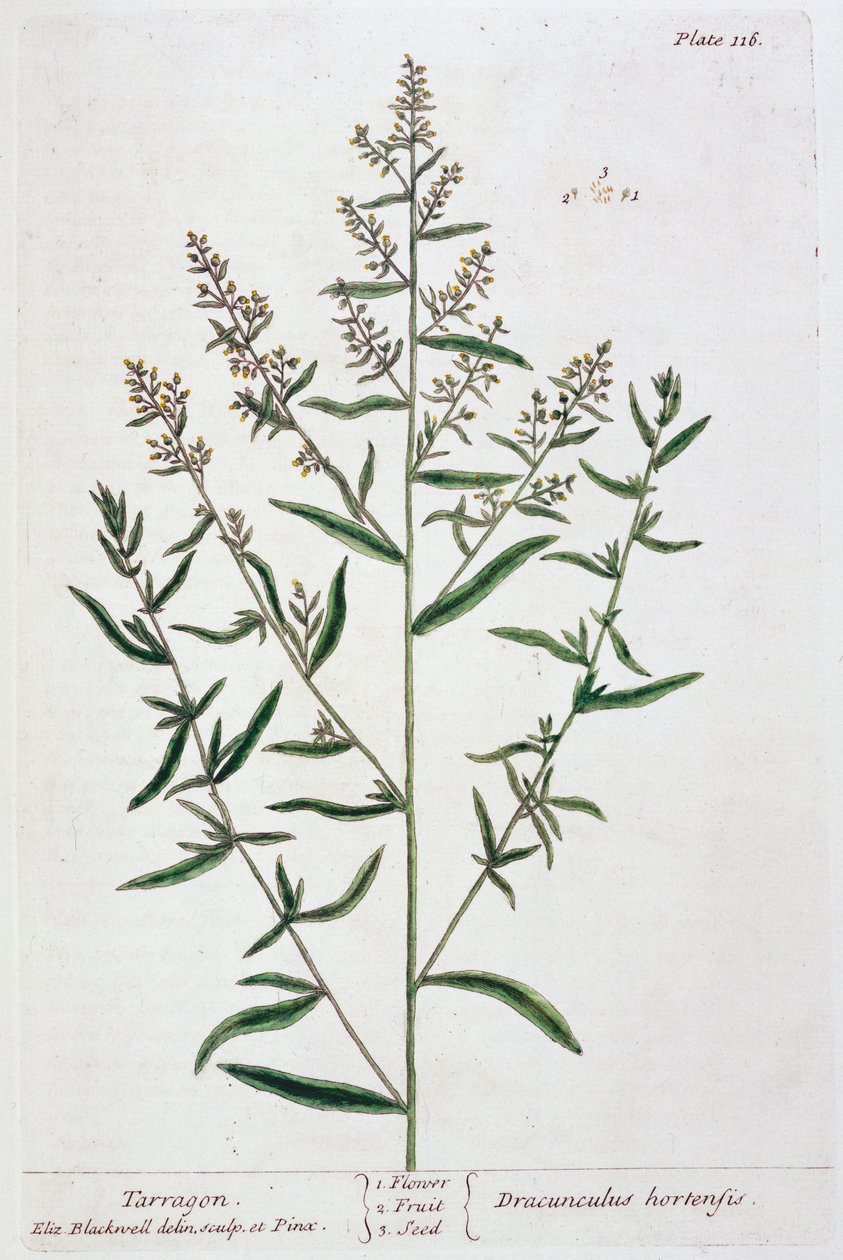 Estragon, 1782 af Elizabeth Blackwell