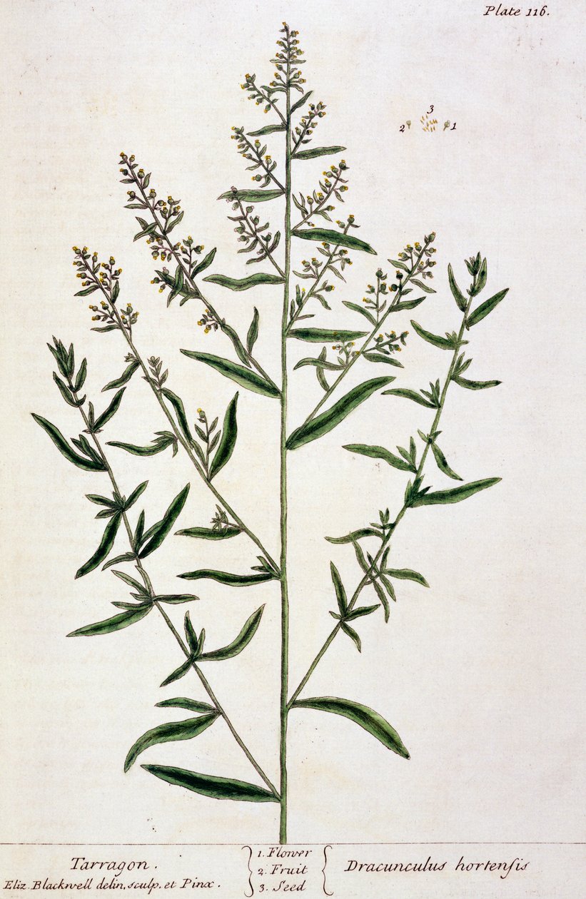 Estragon, plade 116 fra 