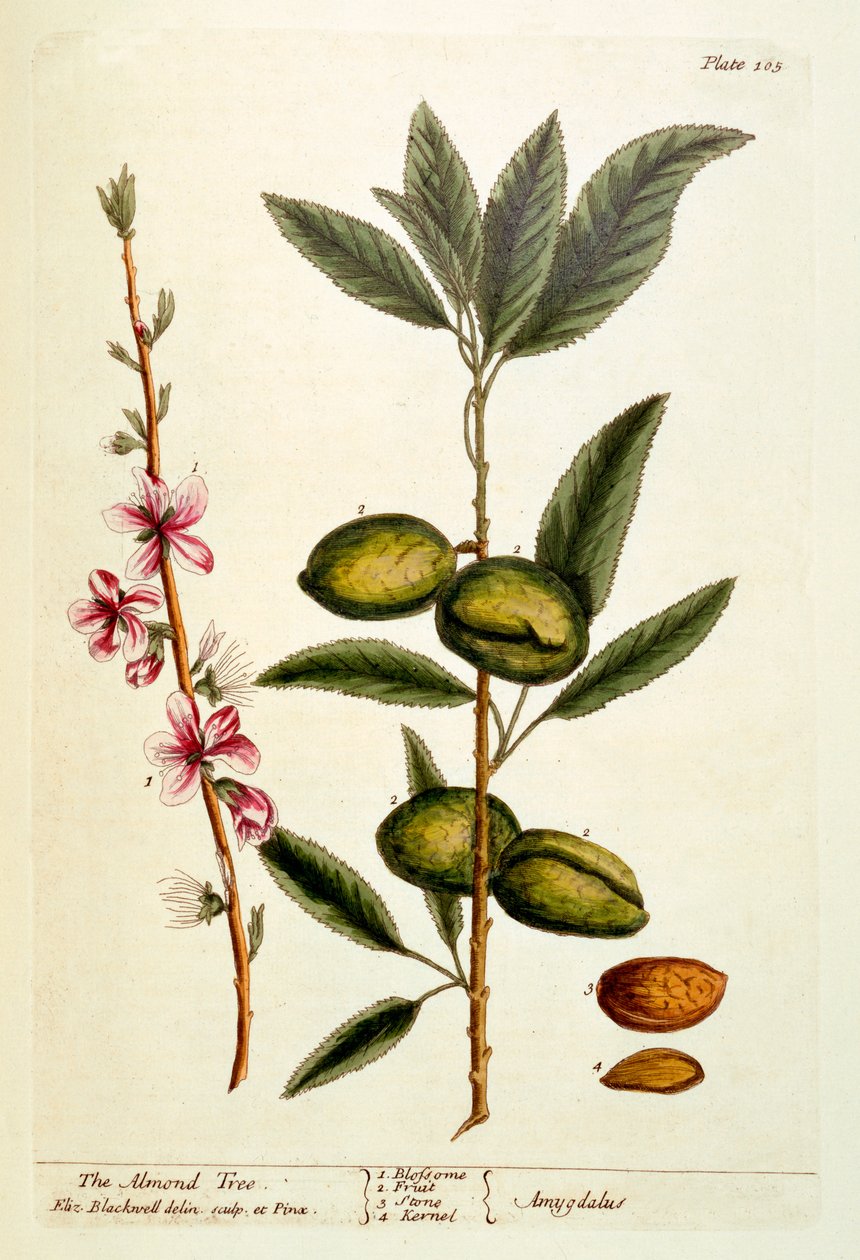 Mandeltræet, planche 105 fra "A Curious Herbal", udgivet i 1782 (farvestik) af Elizabeth Blackwell