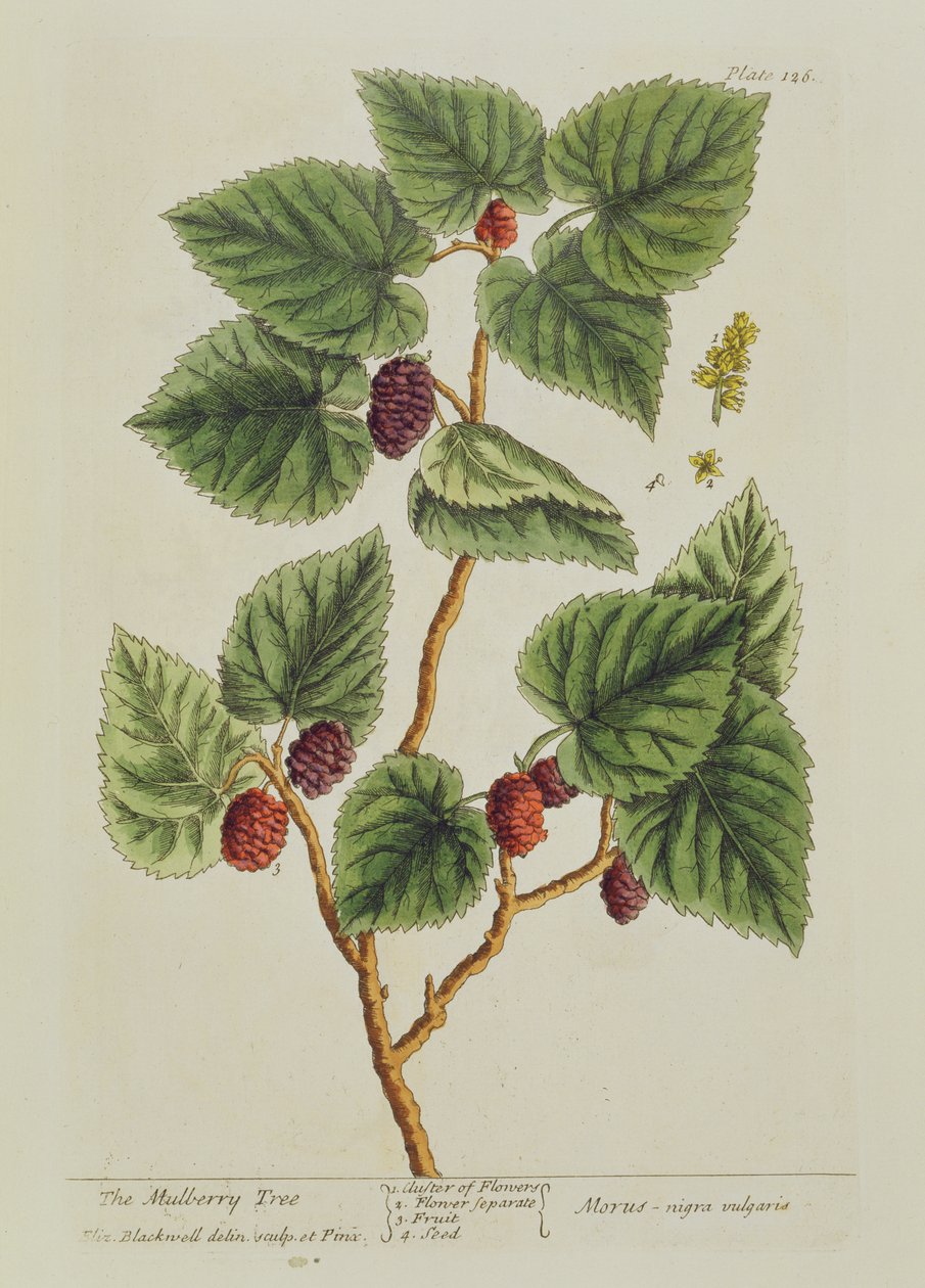 Mulberry Tree, planche 126 fra "A Curious Herbal", udgivet i 1782 (farvestik) af Elizabeth Blackwell