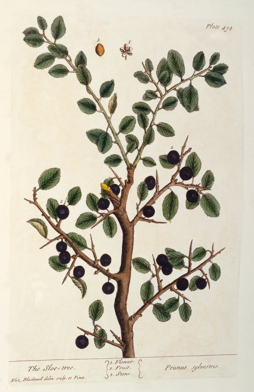 Slåen, planche 494 fra "The Curious Herbal", udgivet i 1782 (farvestik) af Elizabeth Blackwell