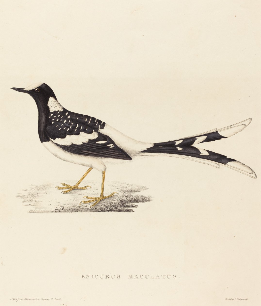 Enicurus Maculatus (plettet gaffelhale) af Elizabeth Gould