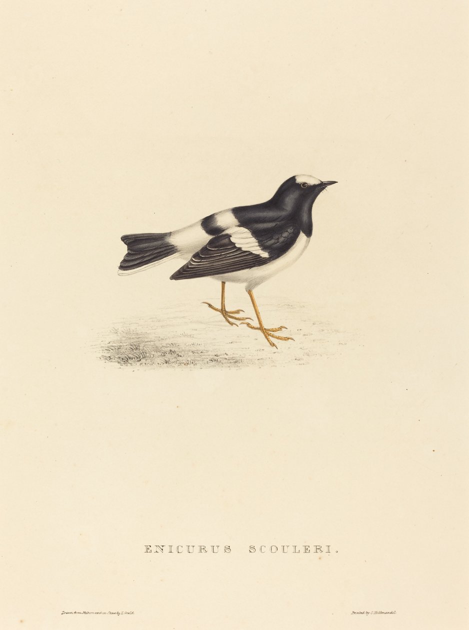 Enicurus Scouleri (lille gaffelhale) af Elizabeth Gould