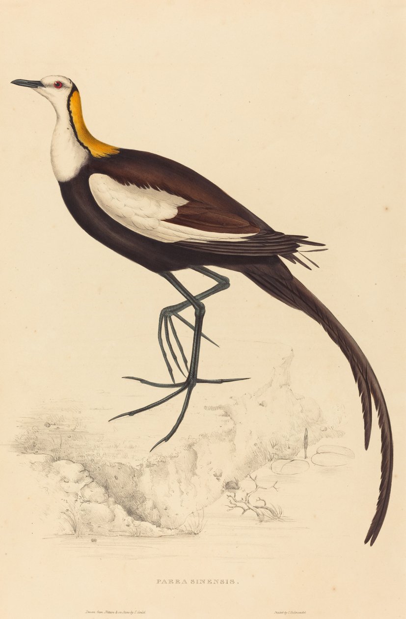 Parra Sinensis (Fasanthale Jacana) af Elizabeth Gould