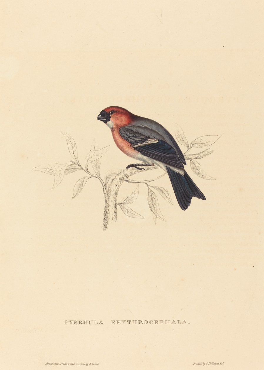 Pyrrhula Erythrocephala (rødhåret bullfinch) af Elizabeth Gould