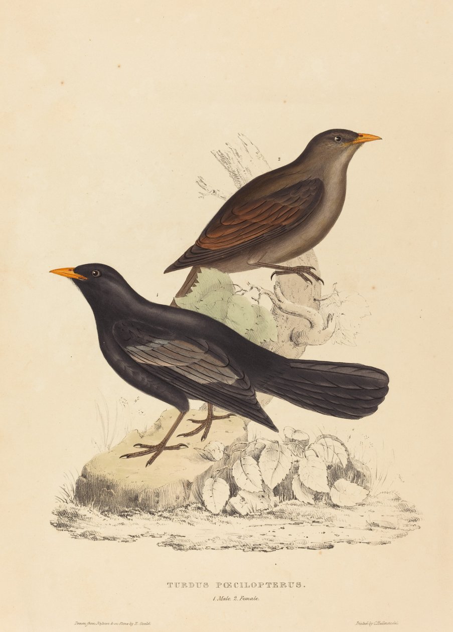 Turdus Poecilopterus (Aztec Thrush) af Elizabeth Gould