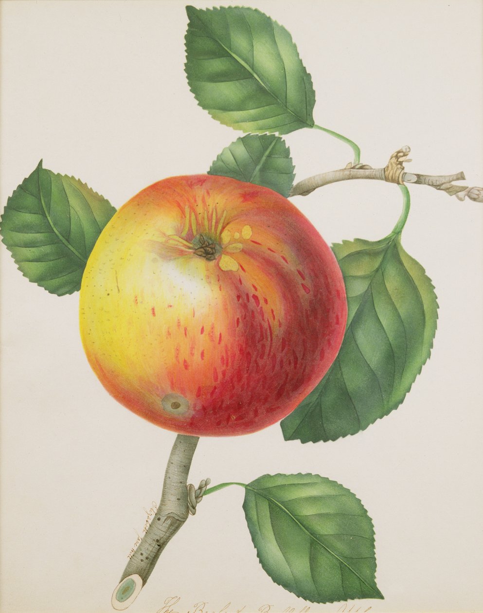 An Apple, ca. 1835 (wc) af Elizabeth Jane Hill