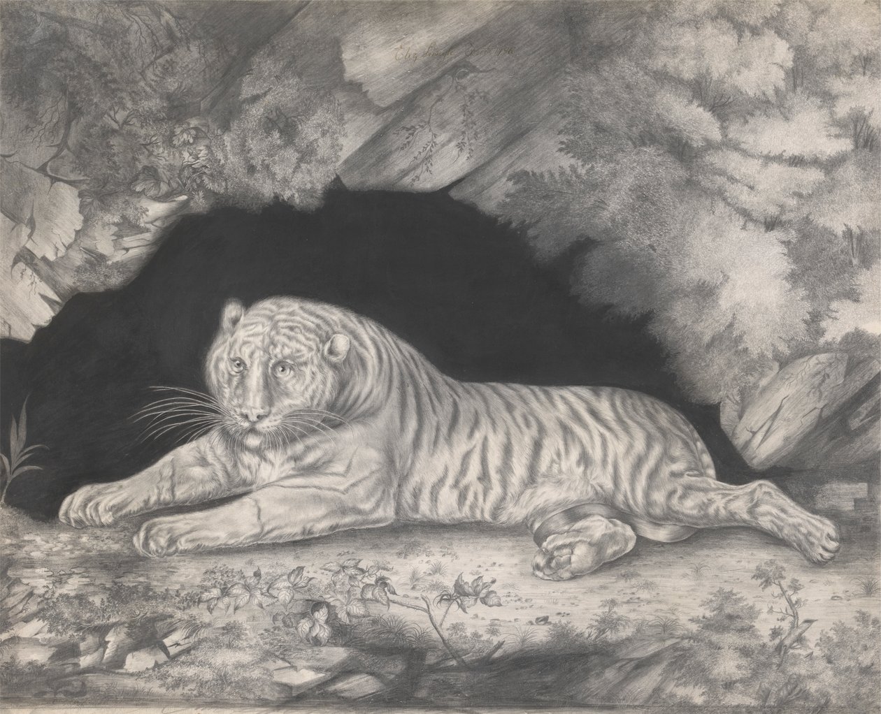 En tiger, der ligger i indgangen til en hule af Elizabeth Pringle