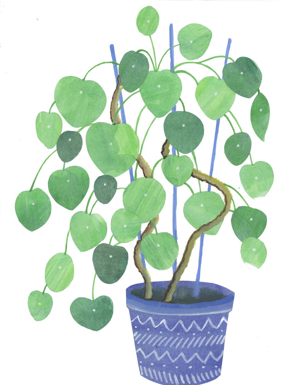 Pilea-plante, 2017 (akvarel og collage) af Elizabeth Rider