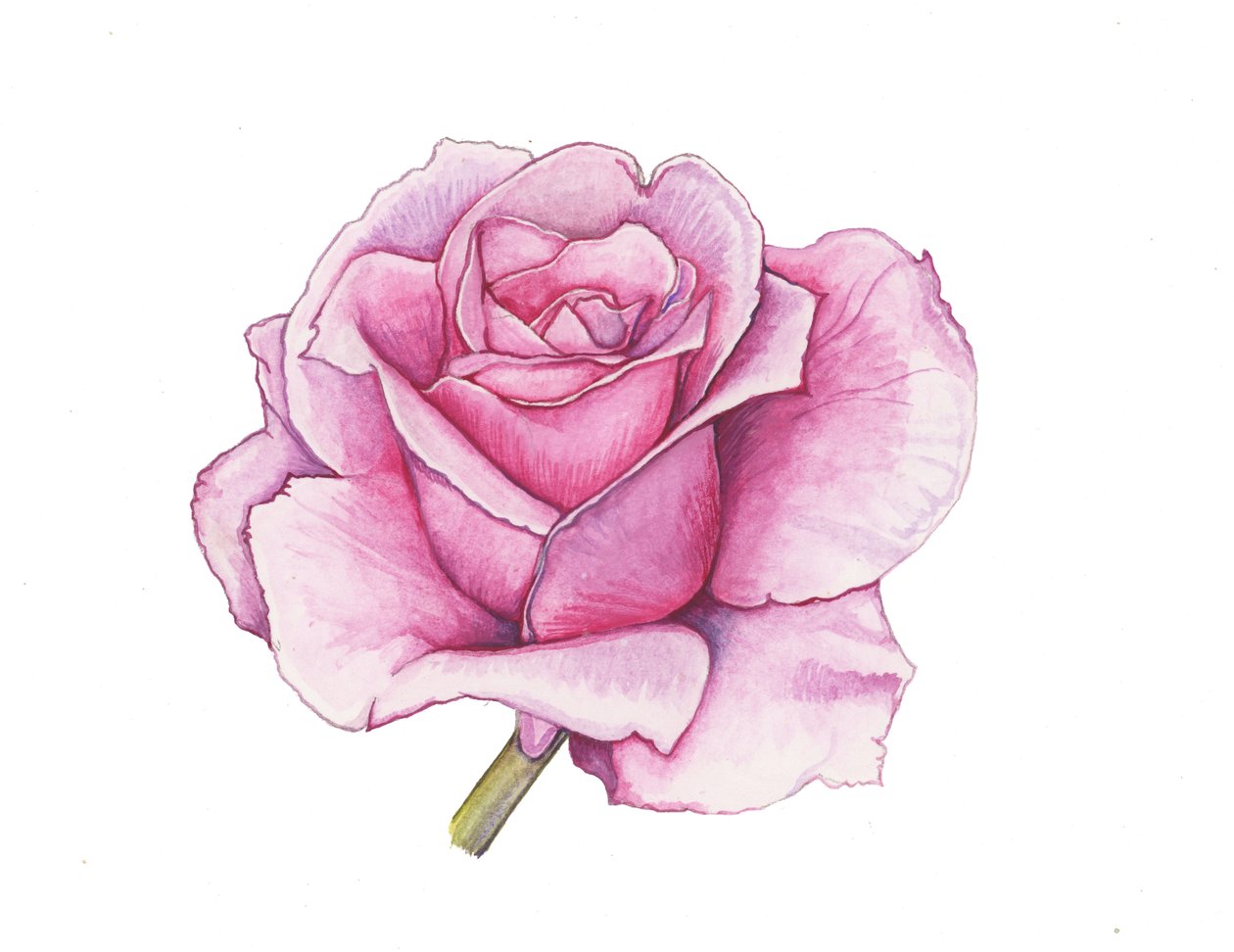 Pink Rose, 2012 (akvarel) af Elizabeth Rider