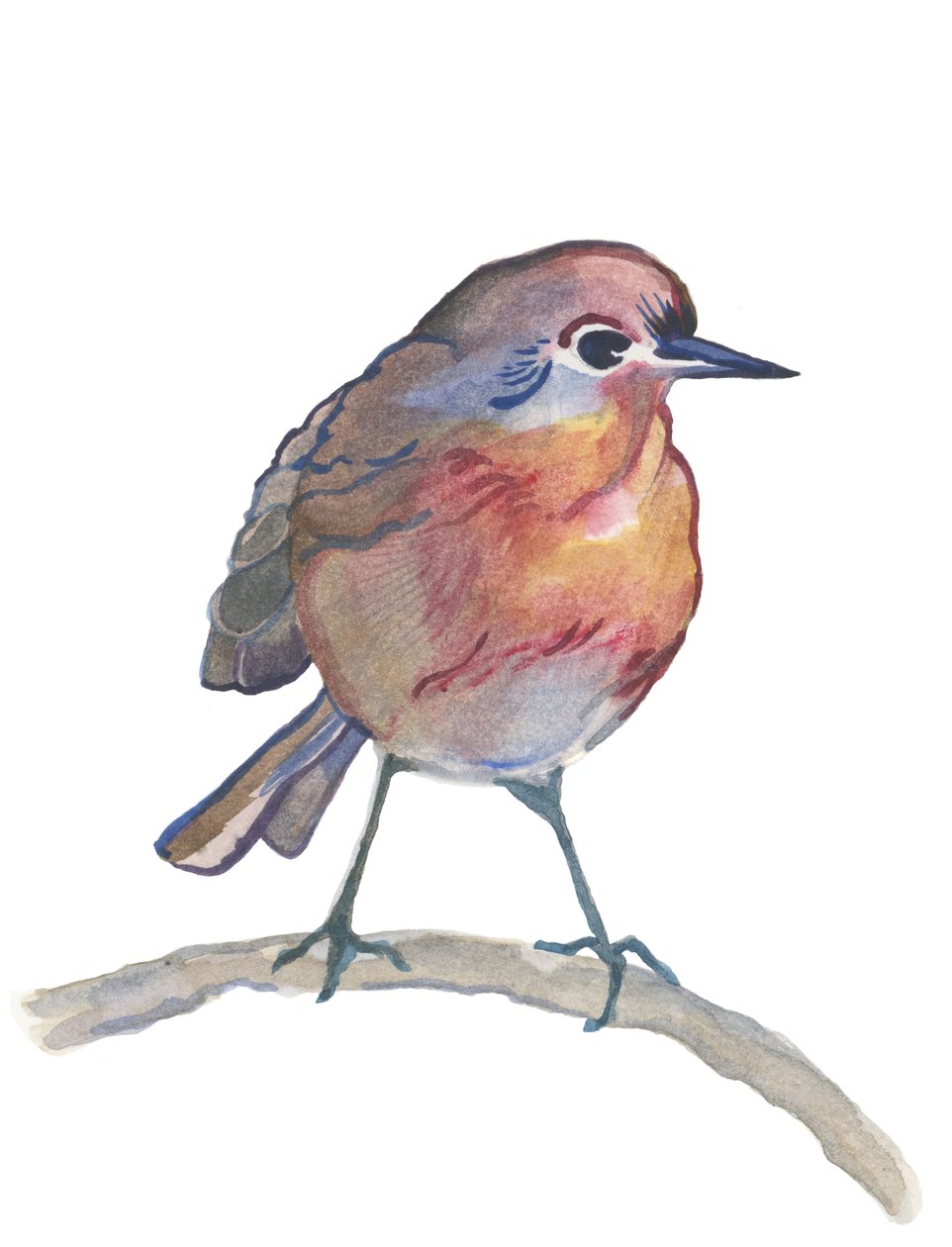 Robin, 2017 (akvarel) af Elizabeth Rider