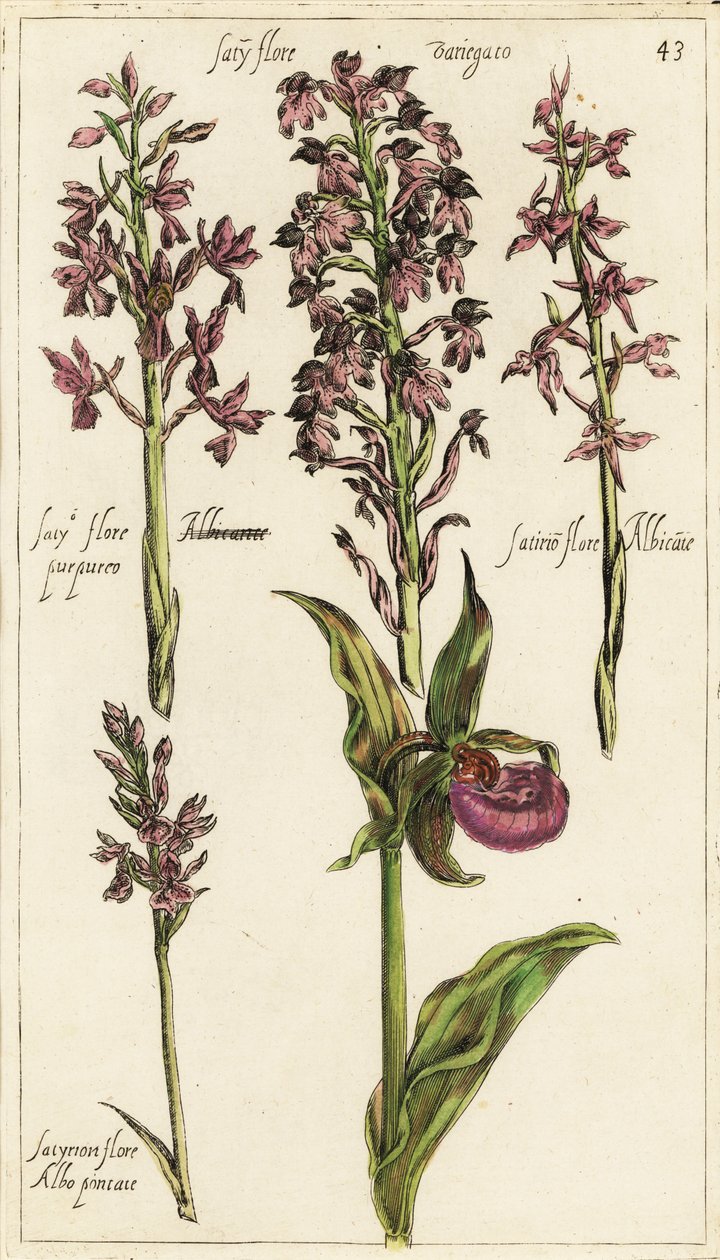 Forskellige varianter af europæiske orkideer, orkidé til damesko, Cypripedium calceolus af Emanuel Sweert