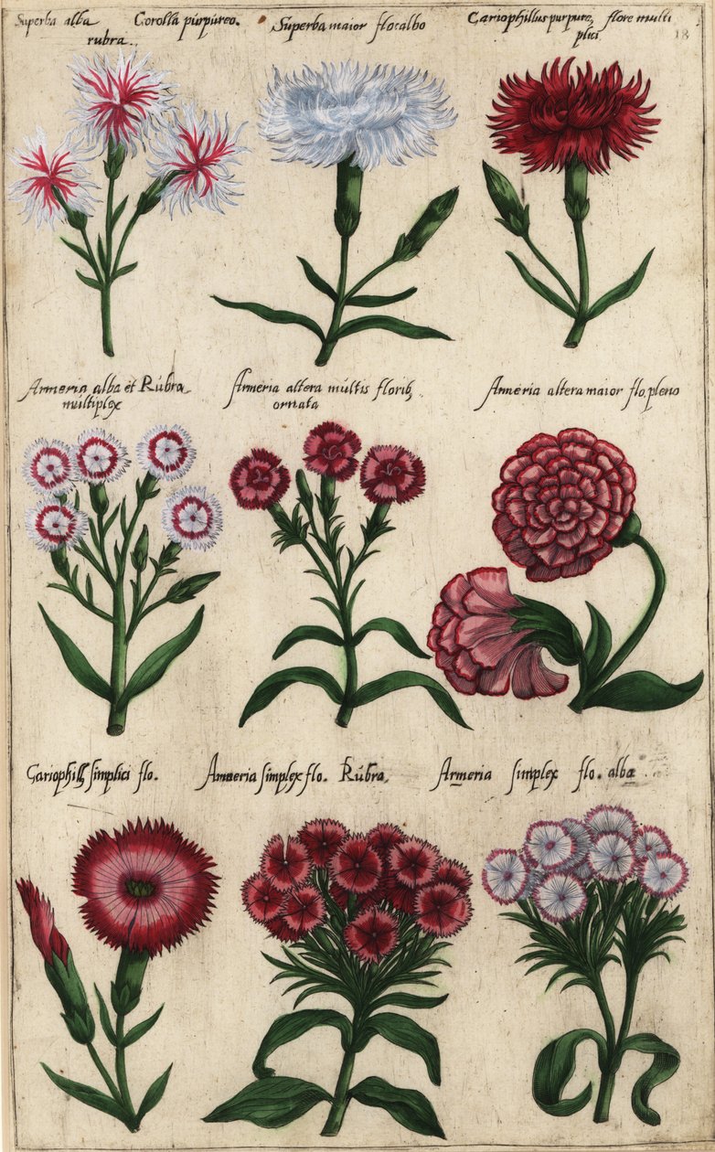 Forskellige sorter af nellik, Dianthus caryophyllus af Emanuel Sweert