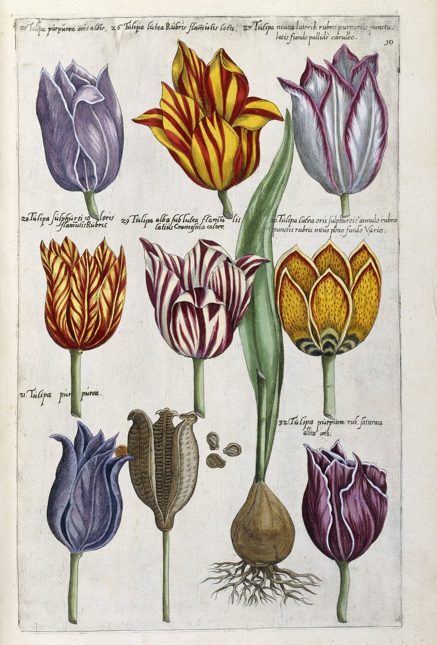 Forskellige Tulipaner, 1612-14 af Emanuel Sweert