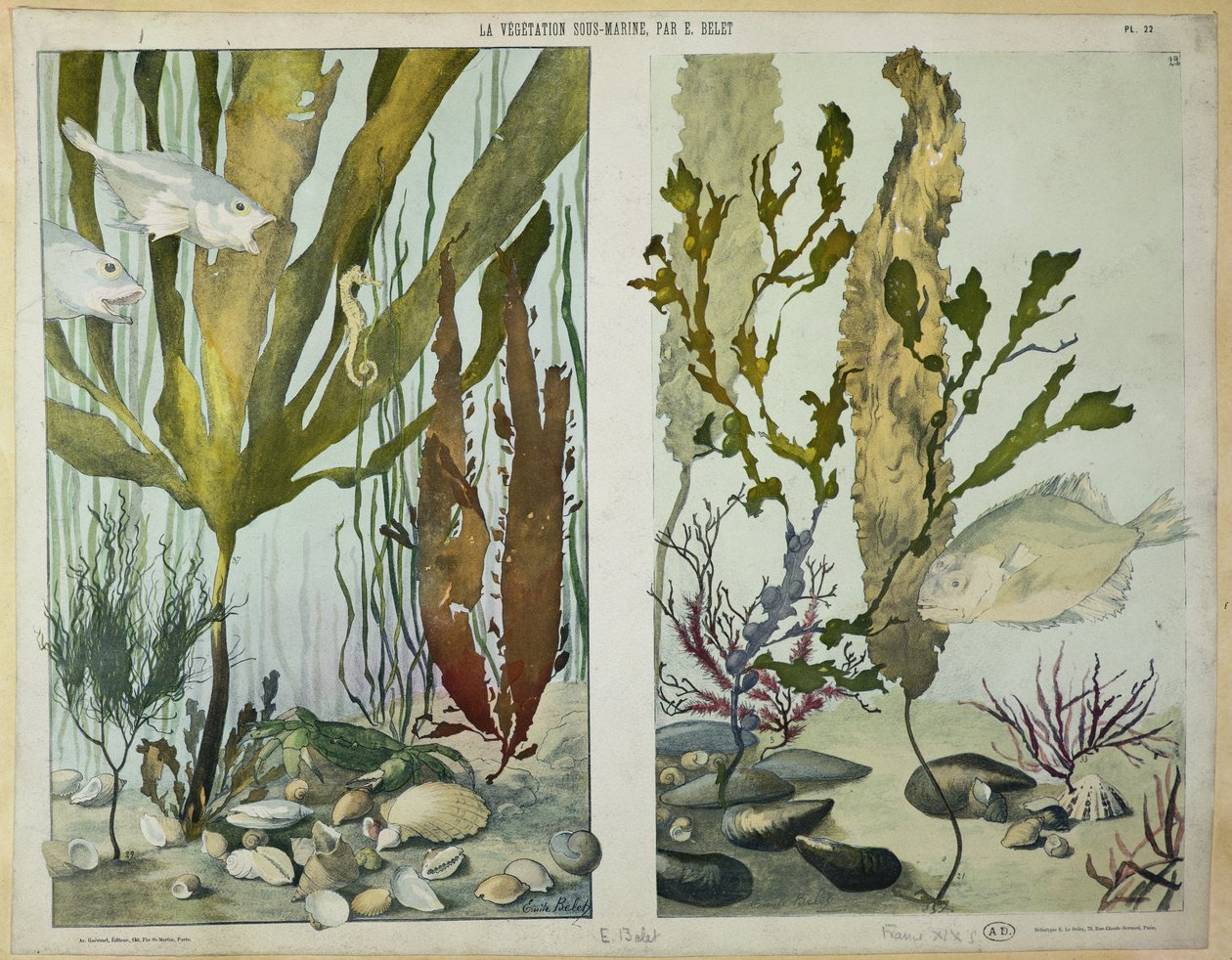 Tang, fisk, havhest, krabber og skaldyr, illustrerede plader fra 