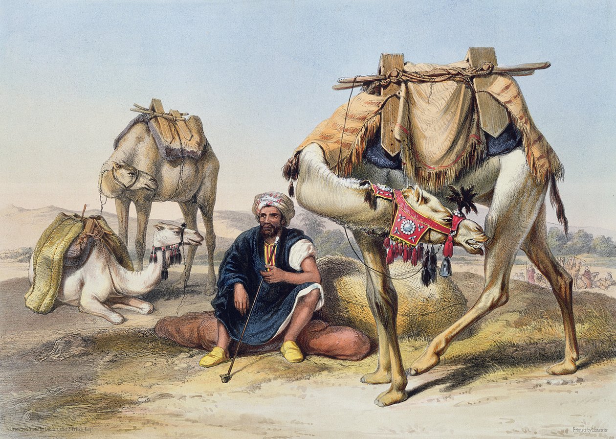 Kameler hviler i Sherkiyeh, Land of Goshen, illustration fra 