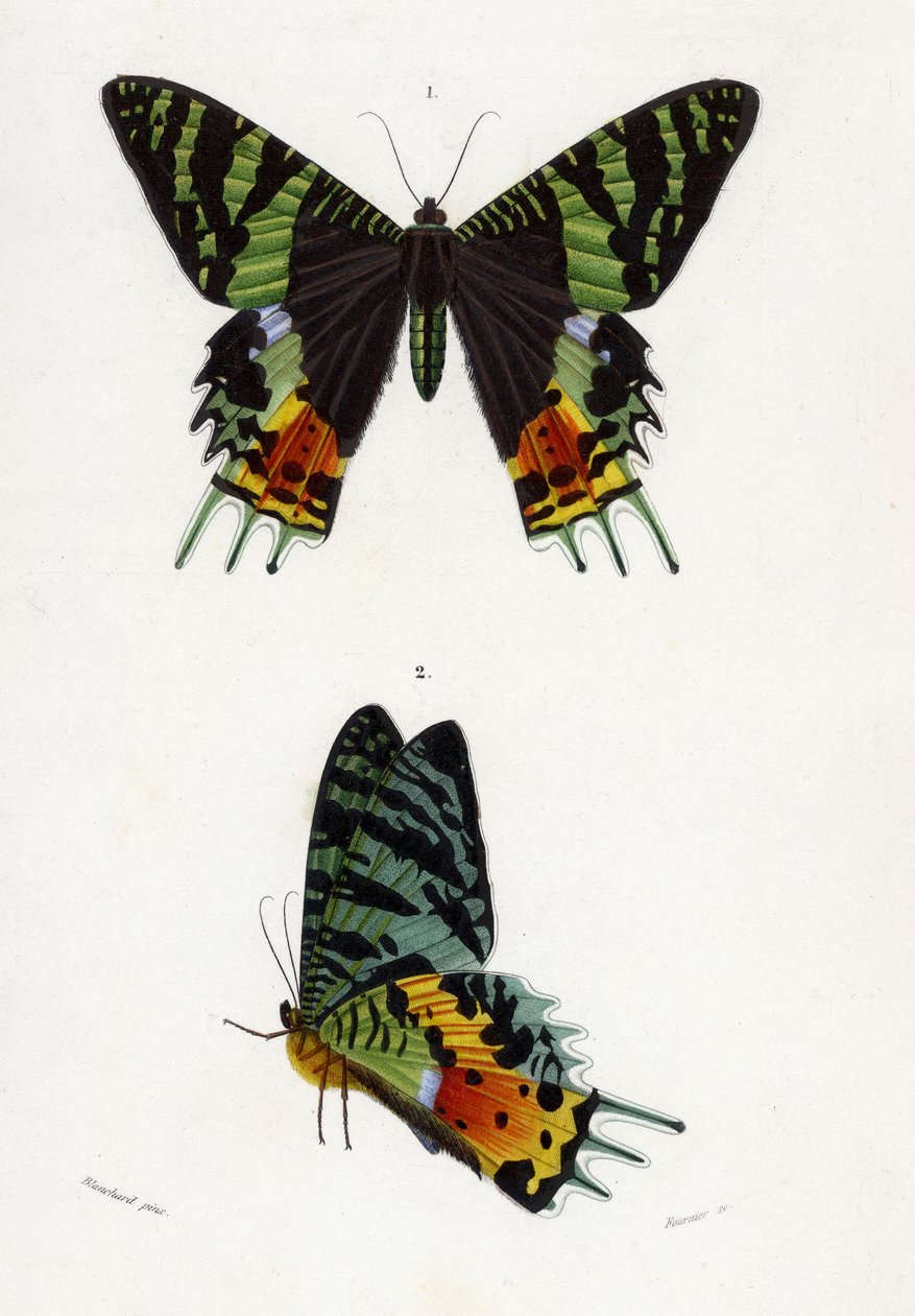 Urania Riphaeus, 1869 (håndfarvet gravering) af Emile Theophile Blanchard