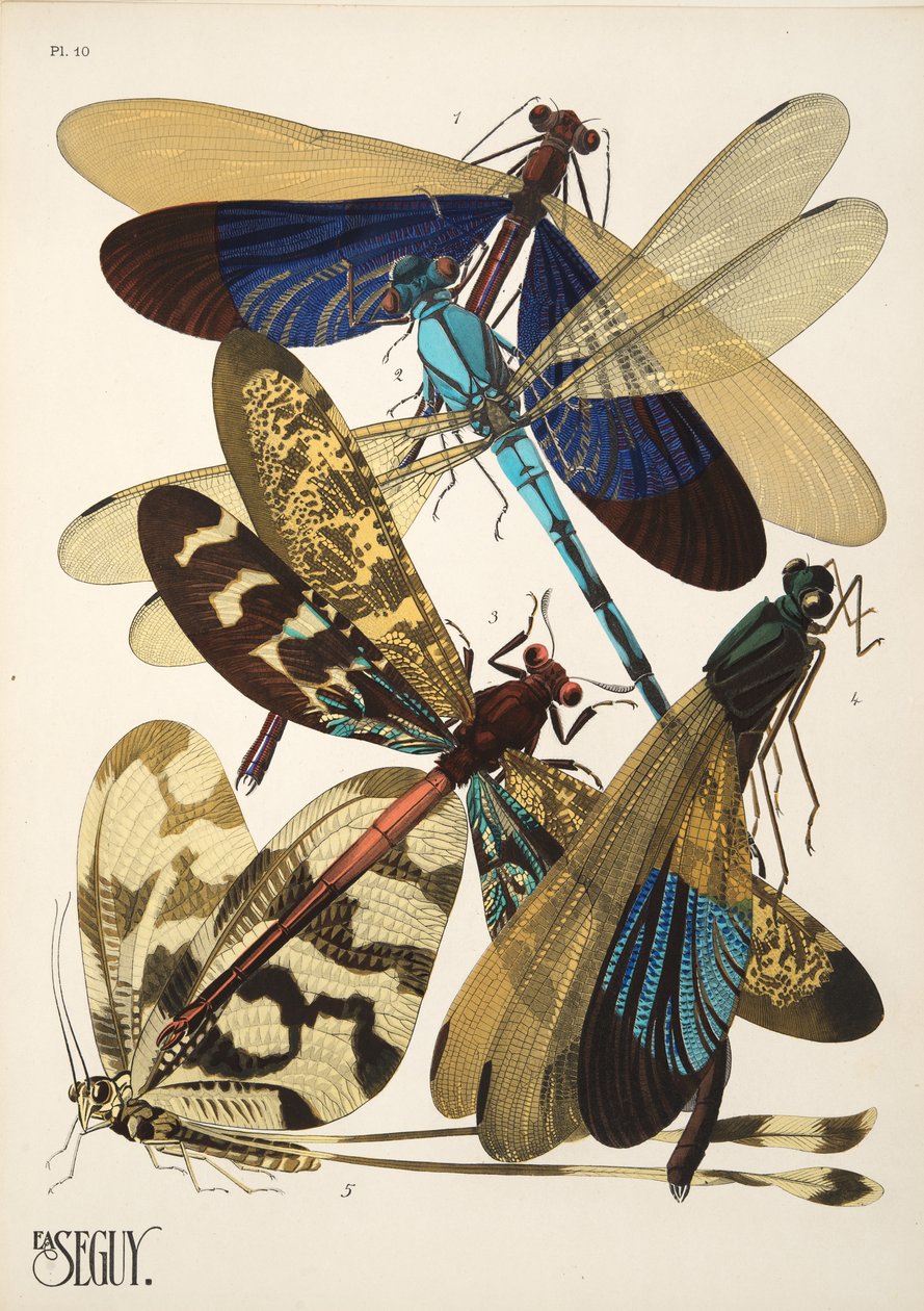 Tallerken 10 fra Insectes, pub. 1930