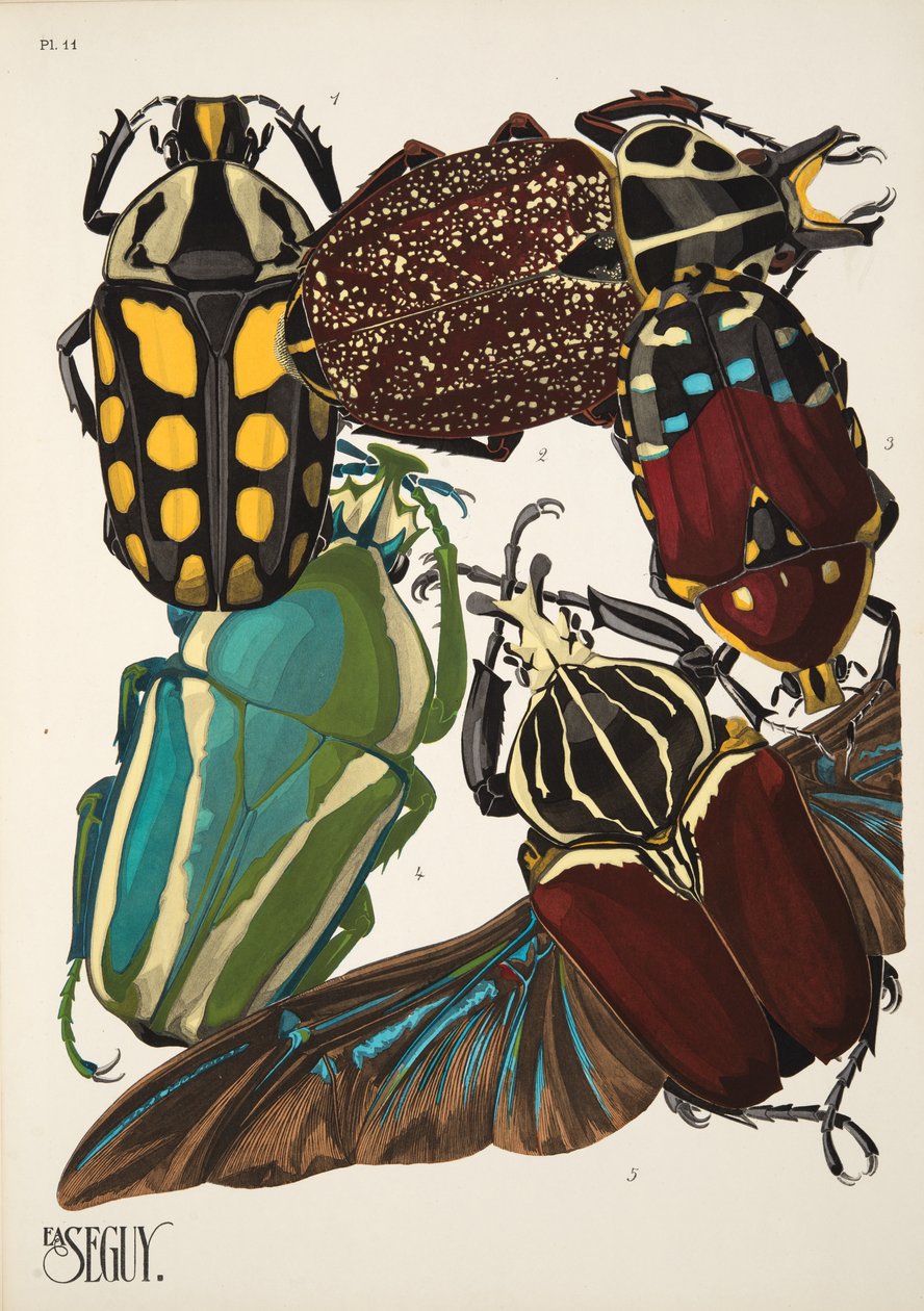 Tallerken 11 fra Insectes, pub. 1930
