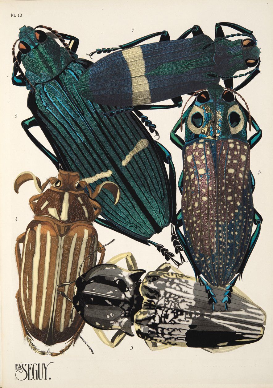 Tallerken 13 fra Insectes, pub. 1930