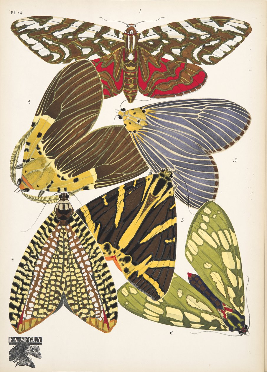 Plade 14, fra sommerfugle, pub. 1925 (Print Stencil) af Émile Allain Séguy