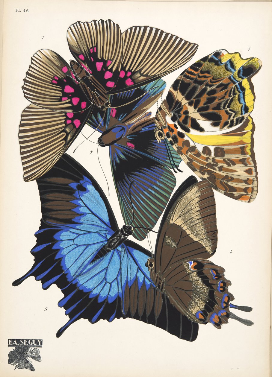Tallerken 16, fra Butterflies, pub. 1925 (stenciltryk) af Émile Allain Séguy