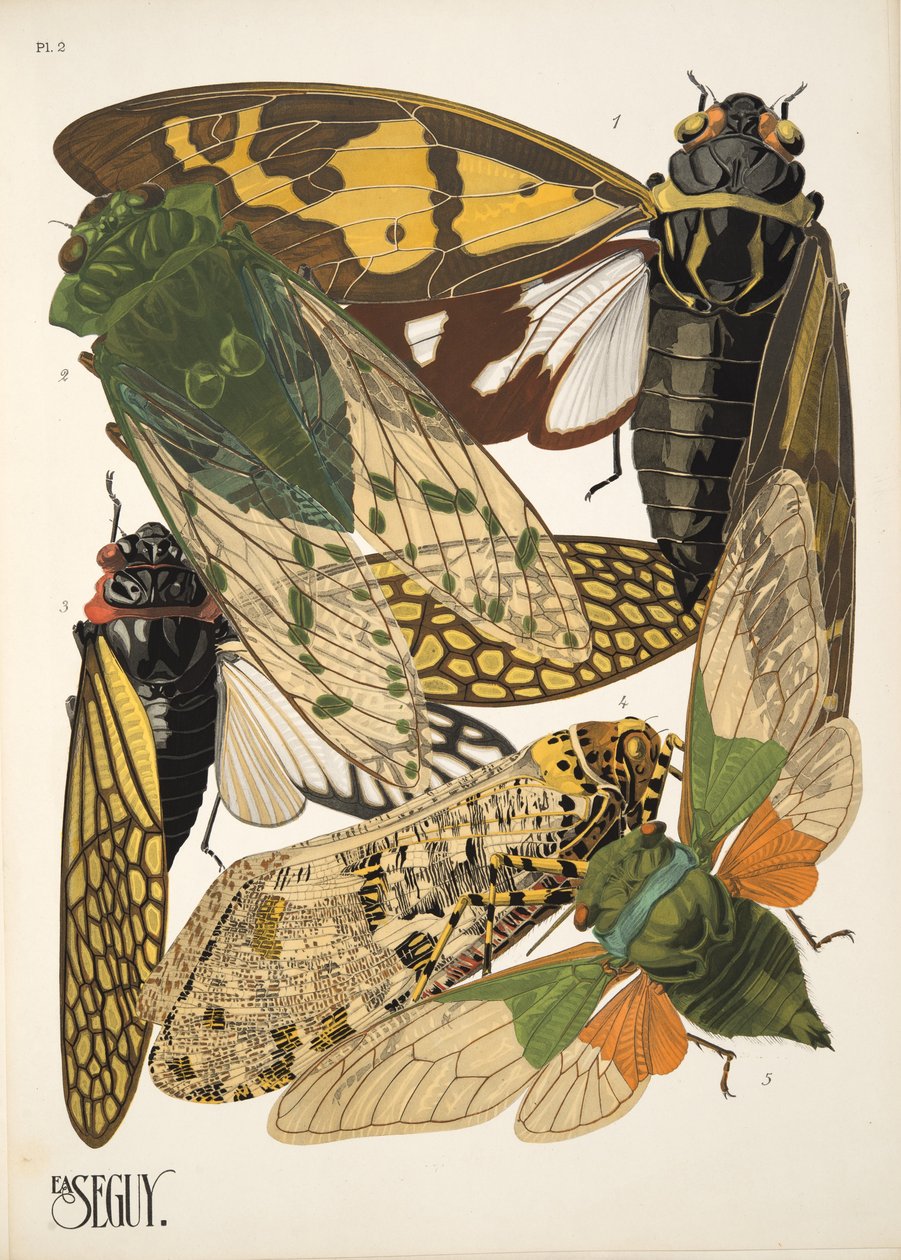 Tallerken 2 fra Insectes, pub. 1930