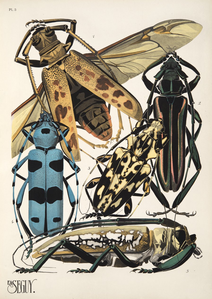 Tallerken 3 fra Insectes, pub. 1930