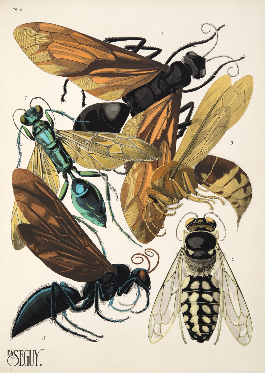 Tallerken 6 fra Insectes, pub. 1930