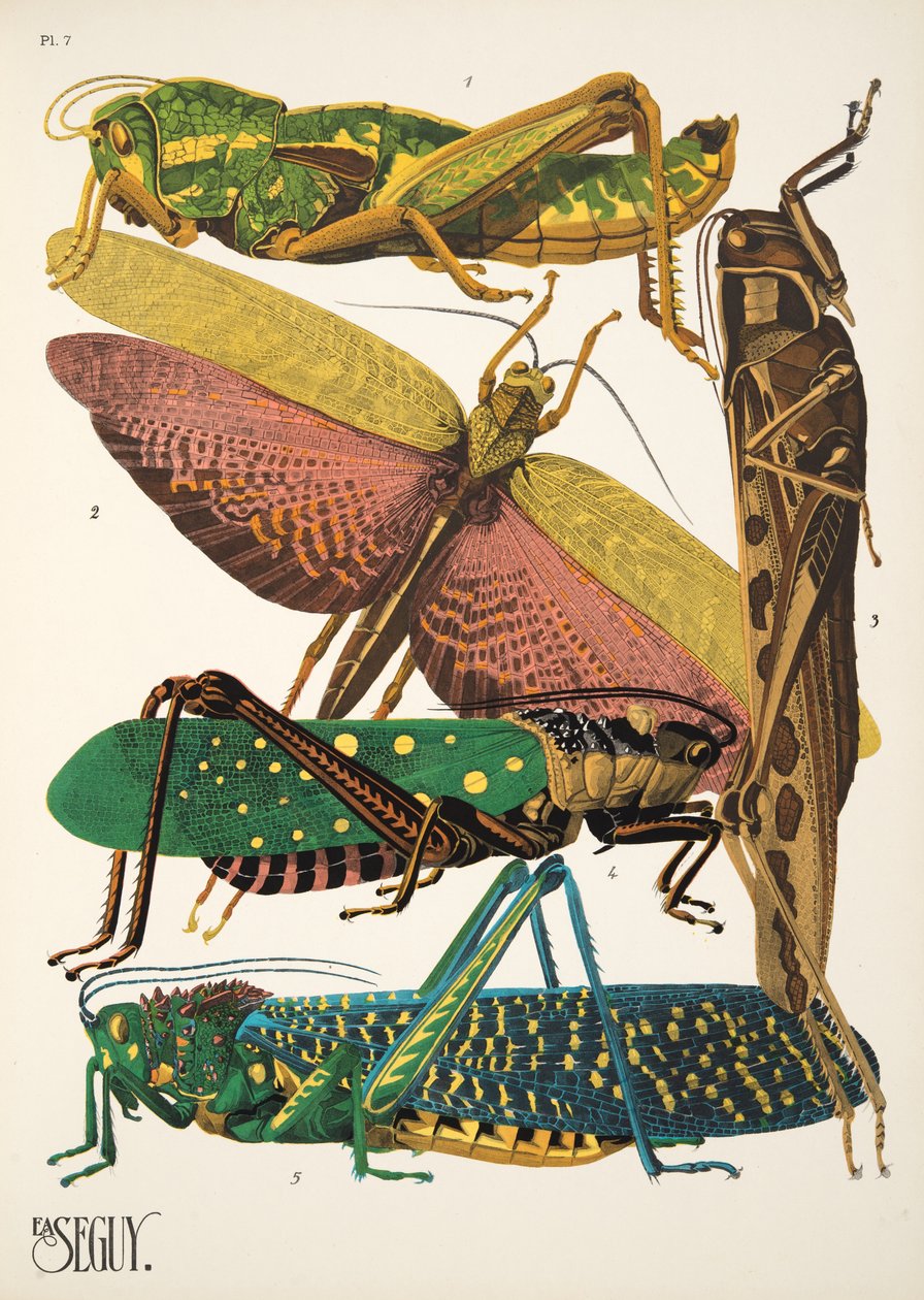 Tallerken 7 fra Insectes, pub. 1930