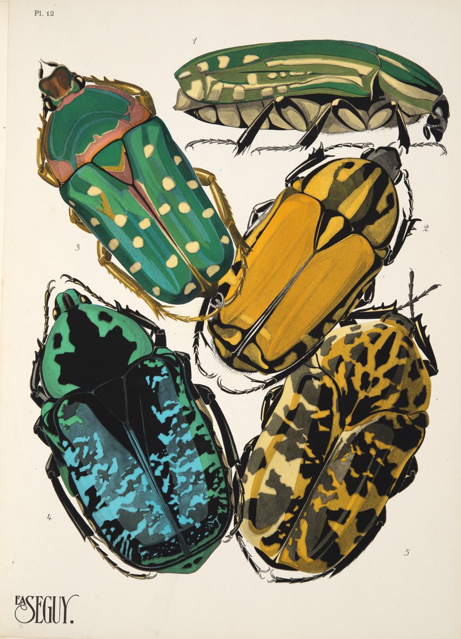 Tallerken 12 fra Insectes, pub. 1930