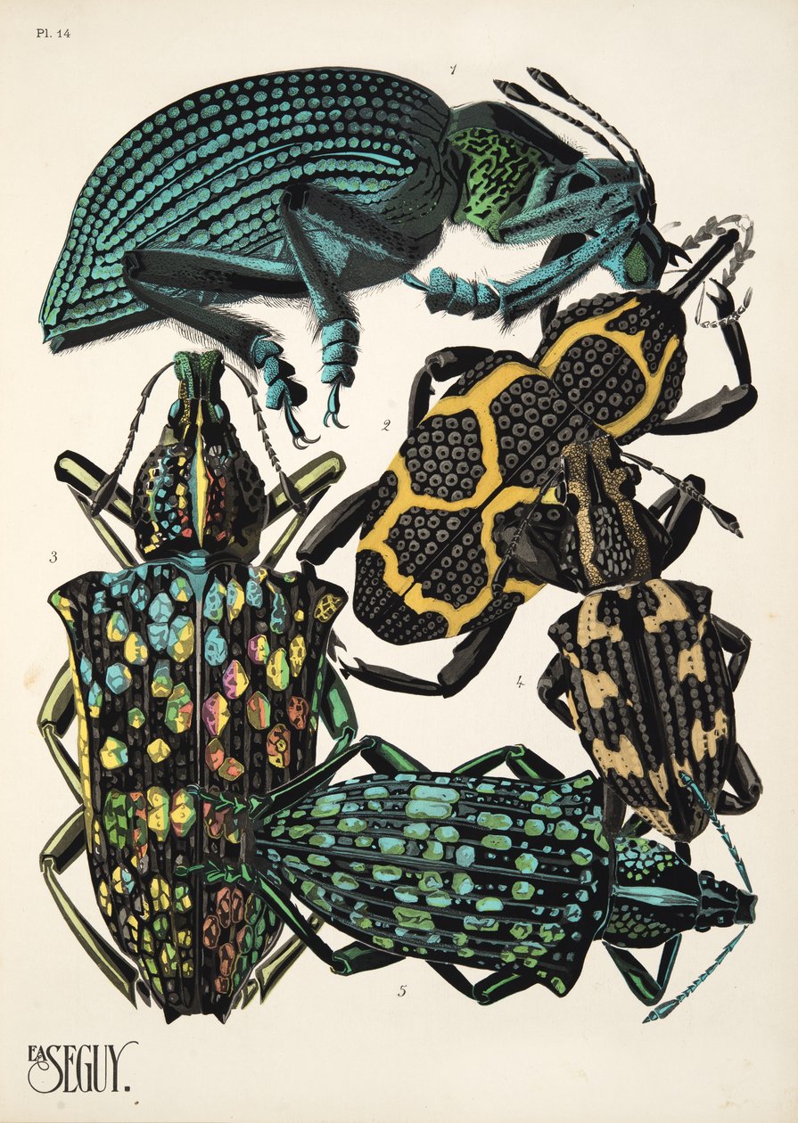 Tallerken 14 fra Insectes, pub. 1930