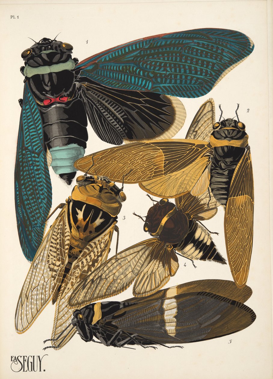 Tallerken 1 fra Insectes, pub. 1930