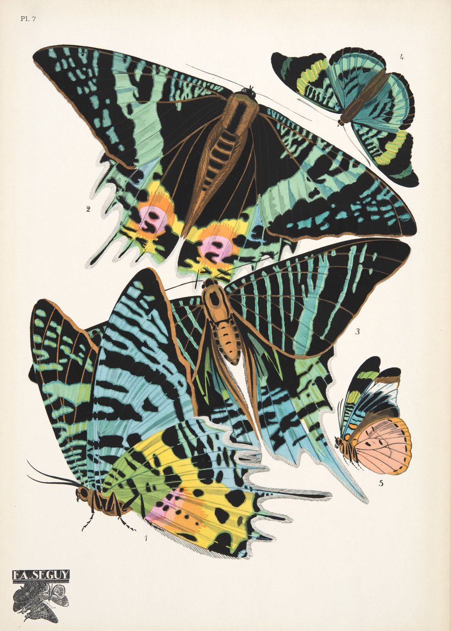 Tallerken 7, fra Butterflies, pub. 1925 (stenciltryk) af Émile Allain Séguy
