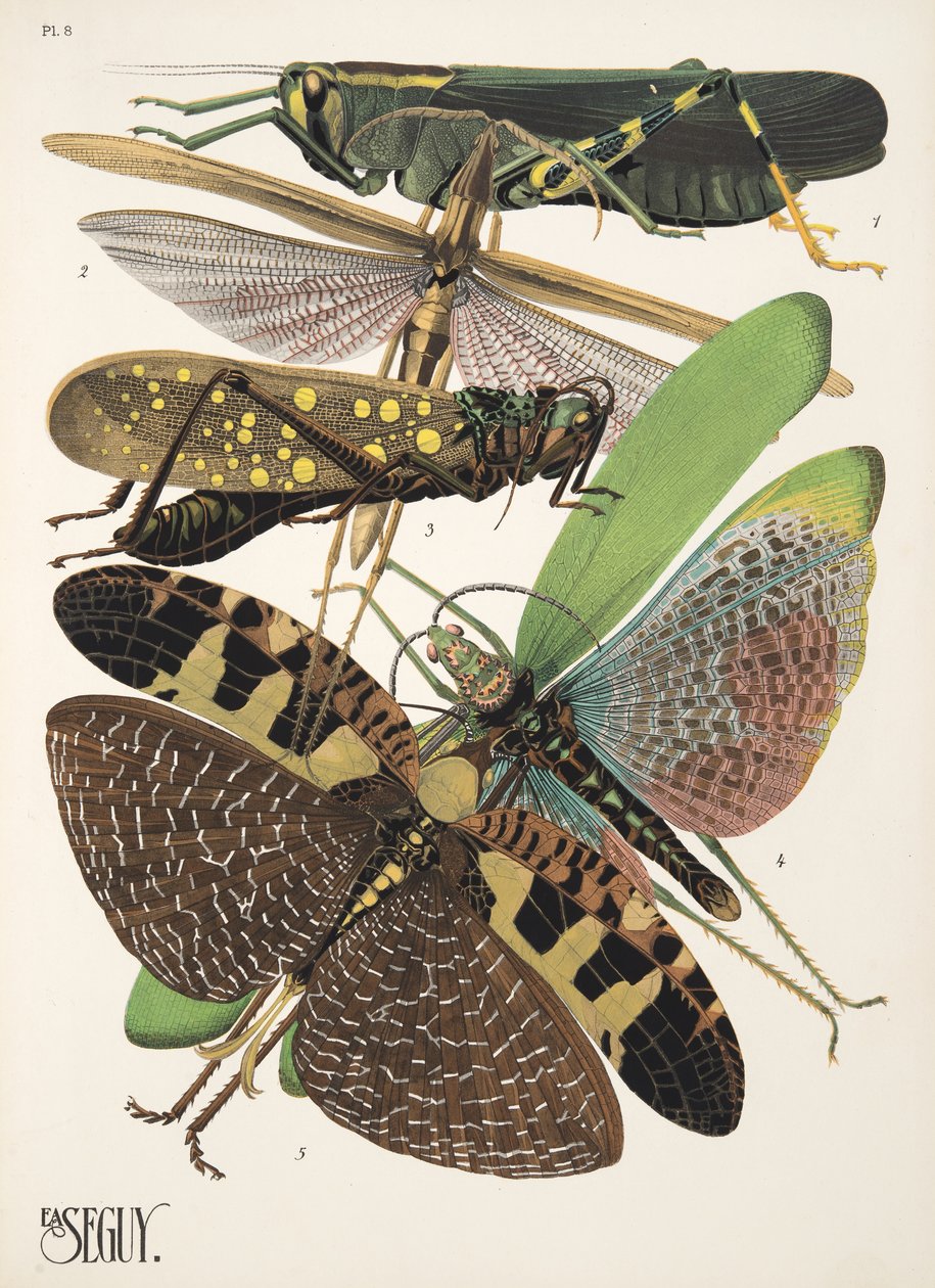 Tallerken 8 fra Insectes, pub. 1930