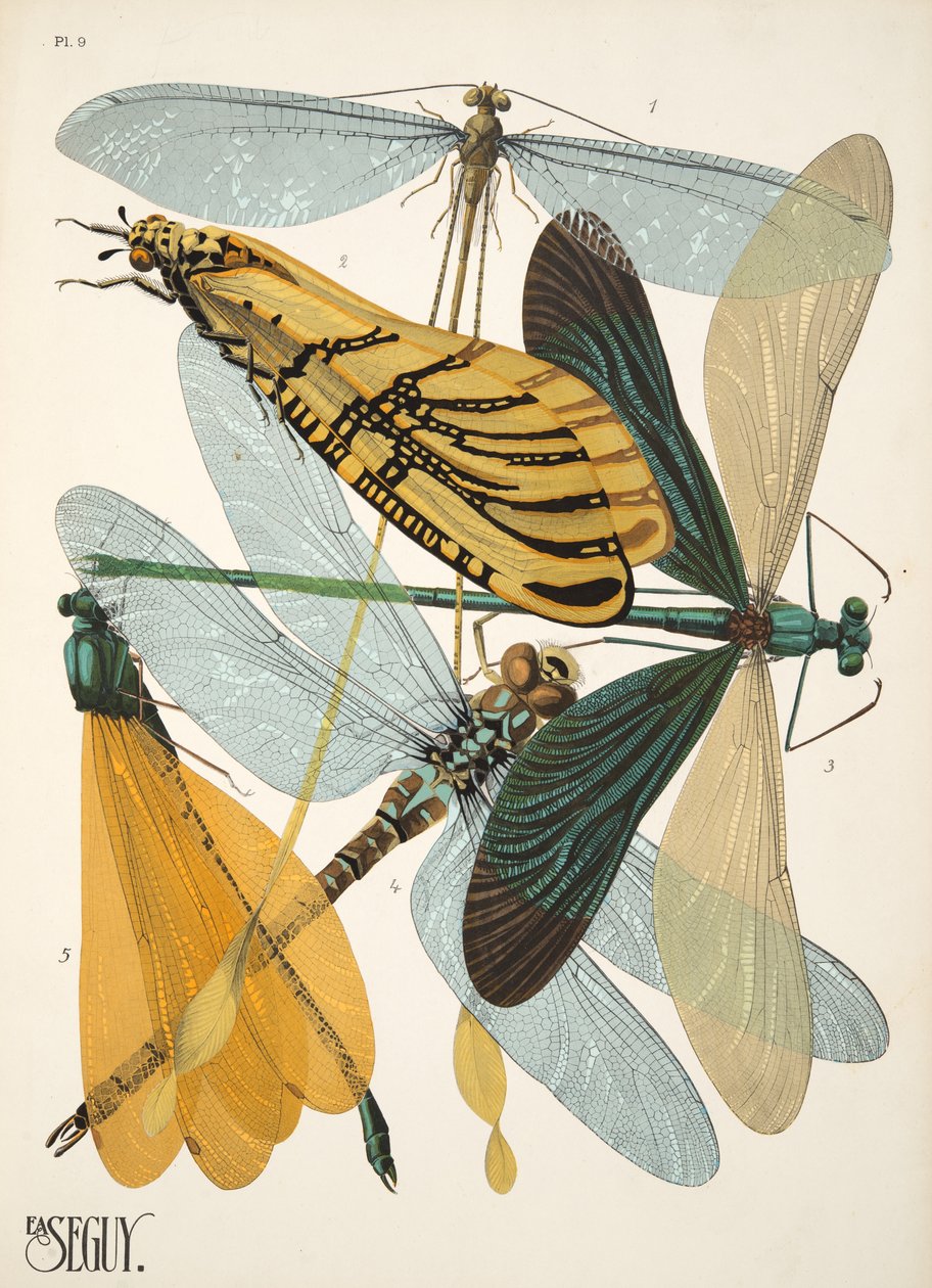 Tallerken 9 fra Insectes, pub. 1930