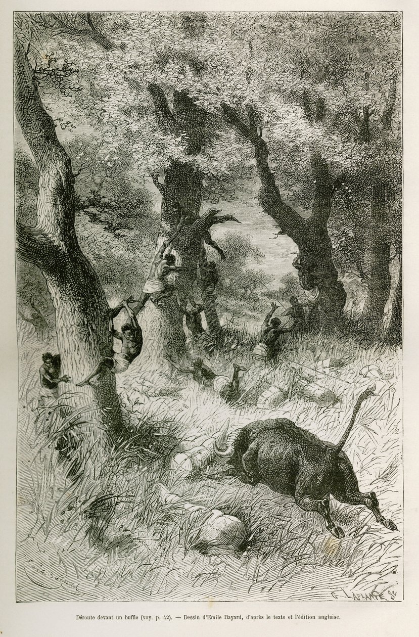 Deroute af ekspeditionen foran angrebet af en bøffel, tegning af Emile Bayard, for at illustrere historien: På tværs af Afrika, fra Zanzibar (Tanzania) til Benguela (Angola), fra 1872 til 1876, af løjtnant V.H.Cameron. Indgravering i Le tour du monde af Emile Antoine Bayard