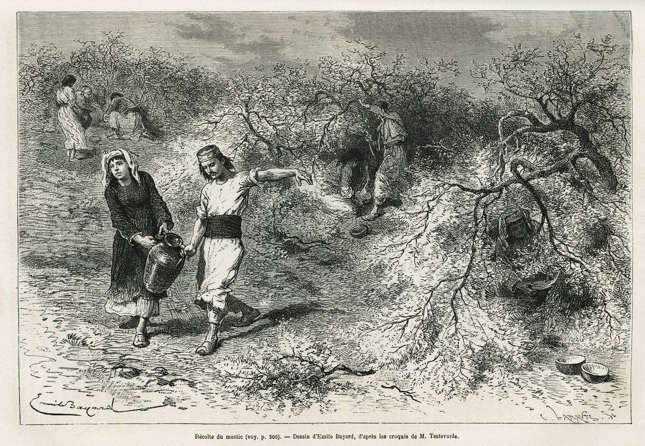 Samlingen af kit, en hvid harpiks af linse, i sommersæsonen, er grundlaget for fremstillingen af en anis brandy, tegning af Emile Bayard, for at illustrere historien "Chio Island" (Østlige Tyrkiet), i 1877, af Dr. A. Testevuide. Indgravering i Le af Emile Antoine Bayard