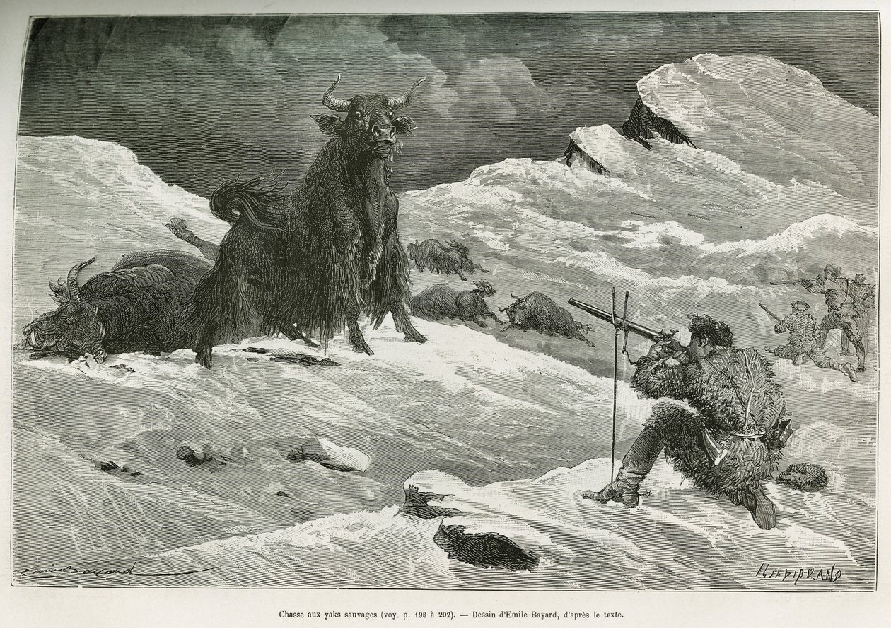 Vild yakjagtscene, tegning af Emile Bayard for at illustrere rejsen til Mongoliet og Tangouternes land fra 1870 til 1873, af oberstløjtnant Przewalski. Indgravering i Le tour du monde af Emile Antoine Bayard