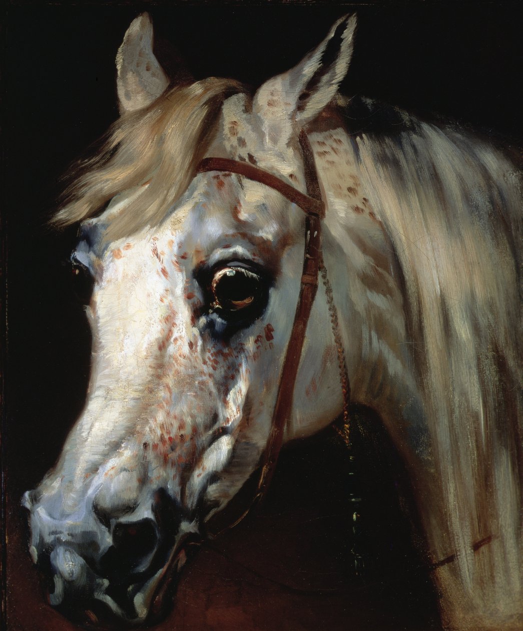 Hoved af en arabisk hest, ca. 1840-50 (olie på lærred) af Emile Jean Horace Vernet