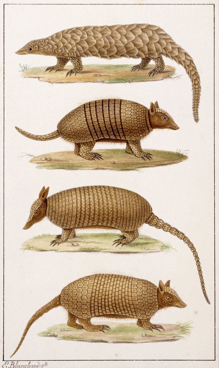 A Giant Anteater and Three Types of Armadillodani af Emile Theophile Blanchard