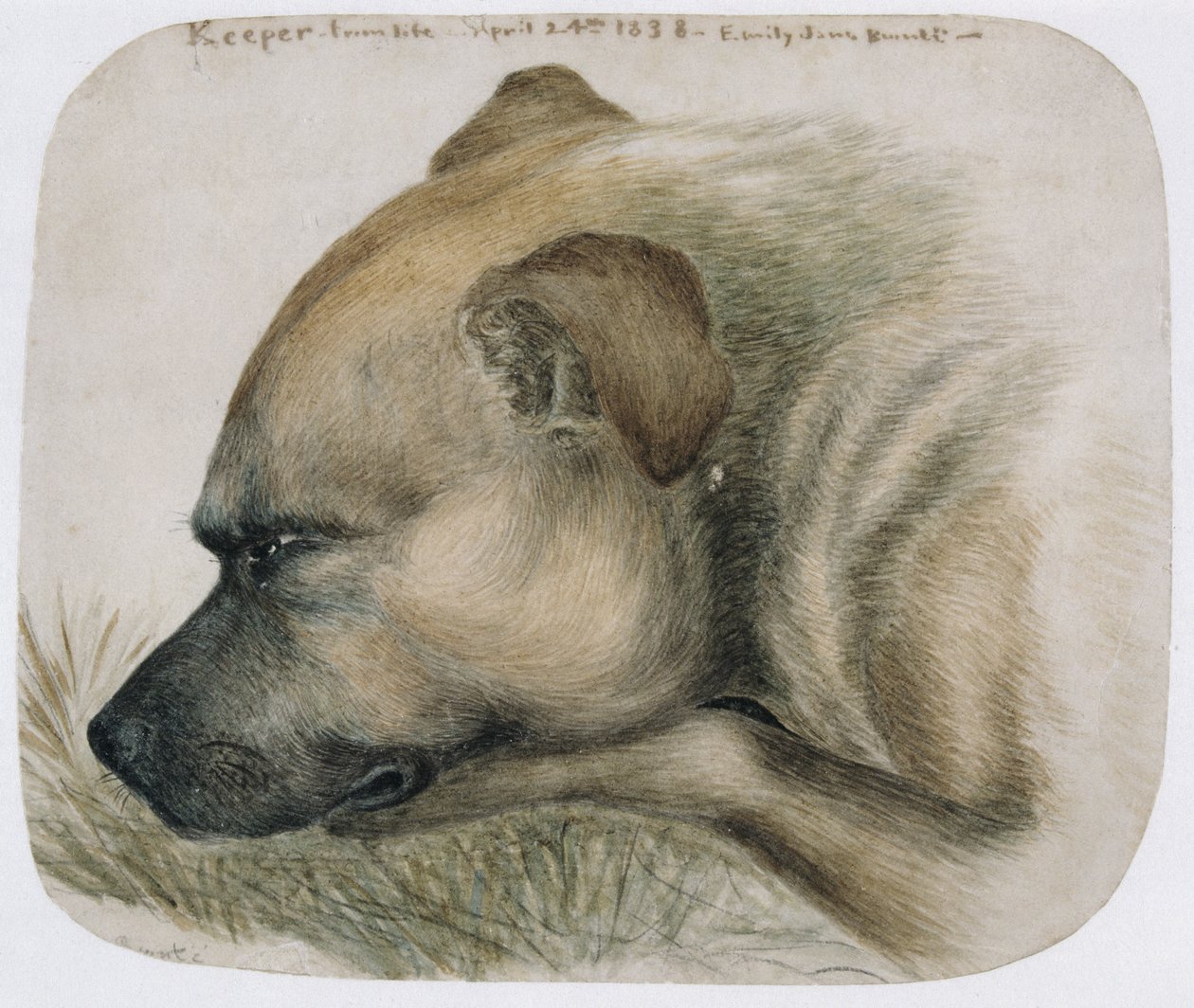 Keeper - from life, 1838 (blyant og wc på papir) af Emily Bronte